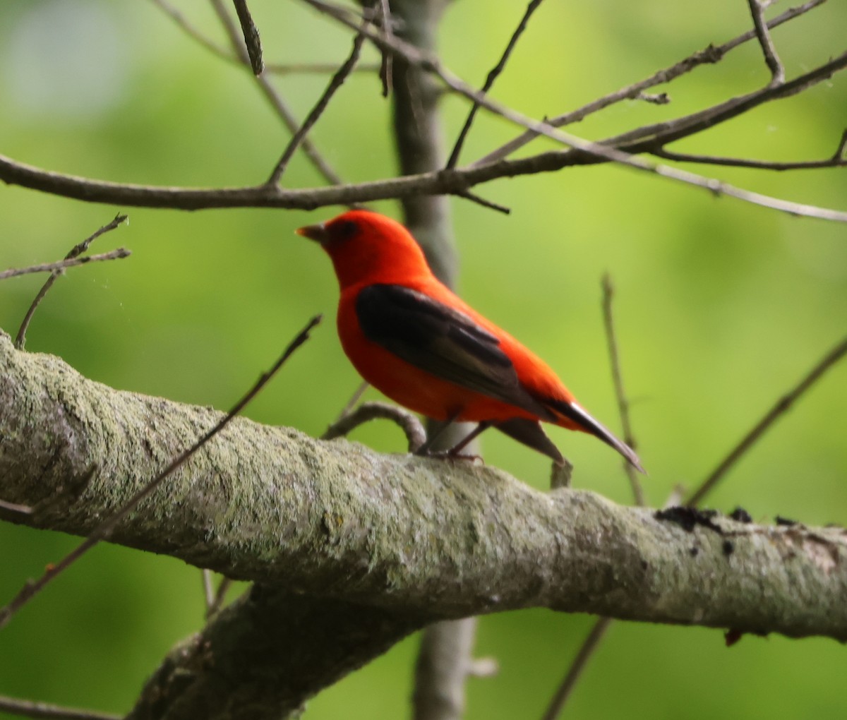 Scarlet Tanager - Maria Pacheco
