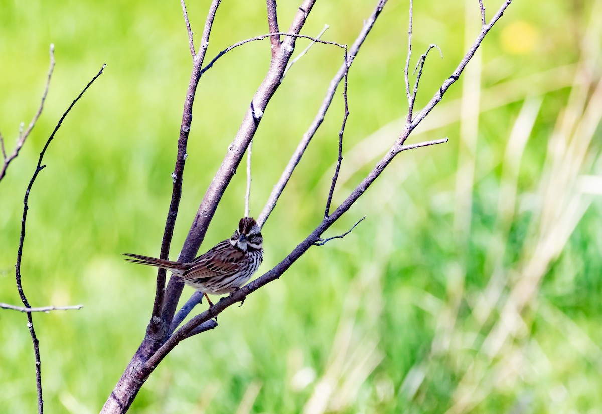 Song Sparrow - Raymond  Piché