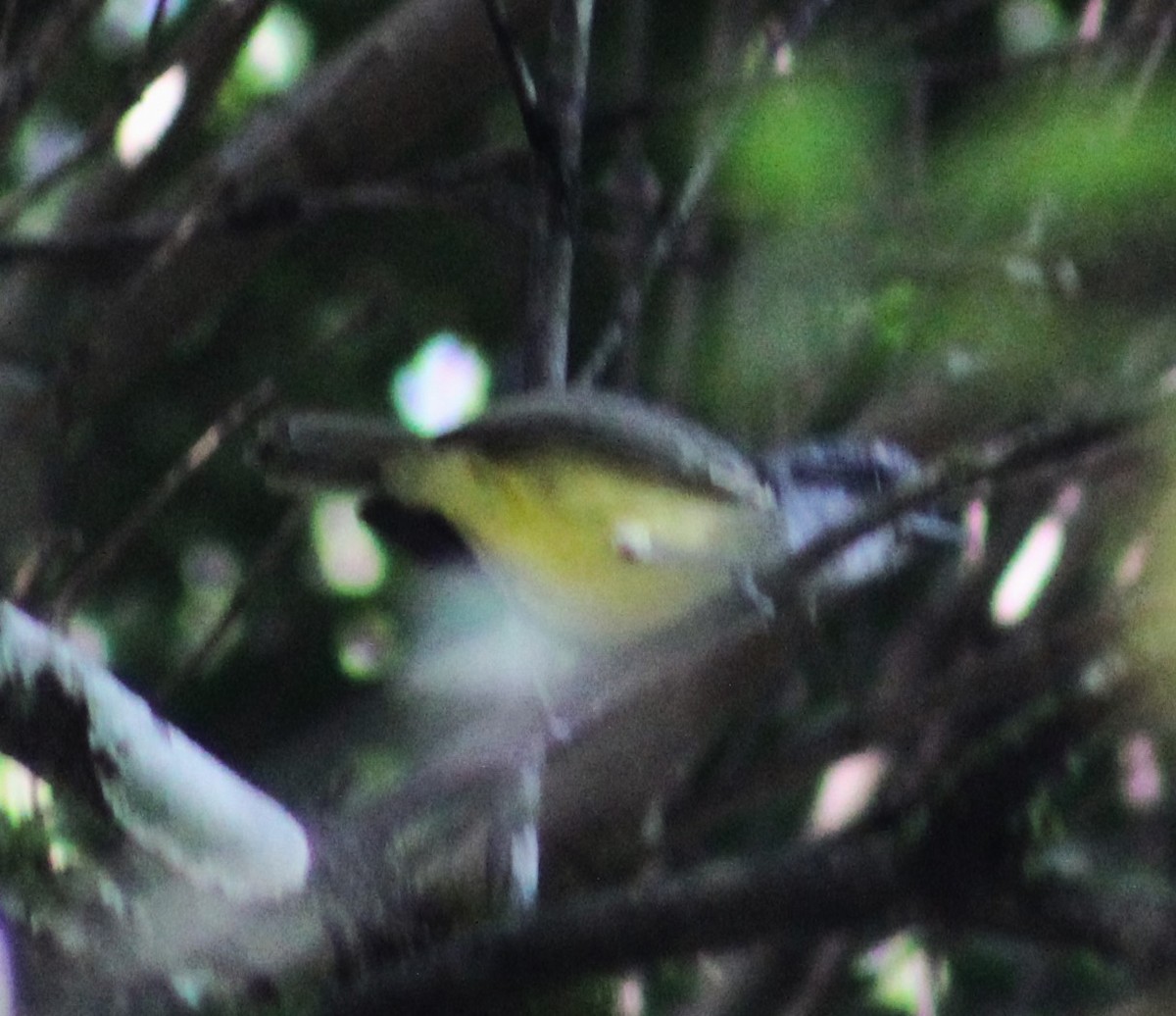 Plain Antvireo - Pedro Behne