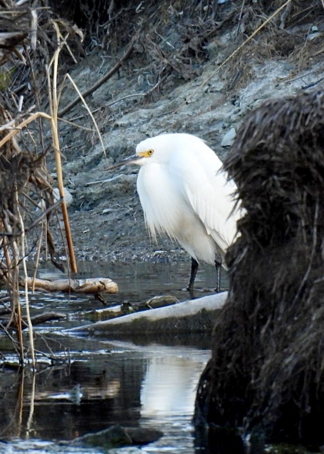 Snowy Egret - ML618928049