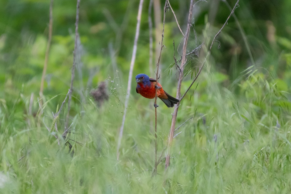 Painted Bunting - ML618928050