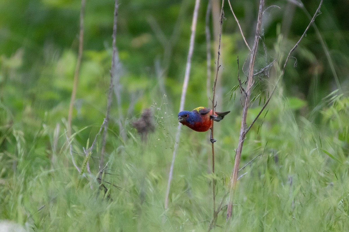 Painted Bunting - ML618928051