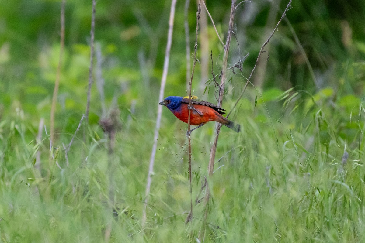 Painted Bunting - ML618928052