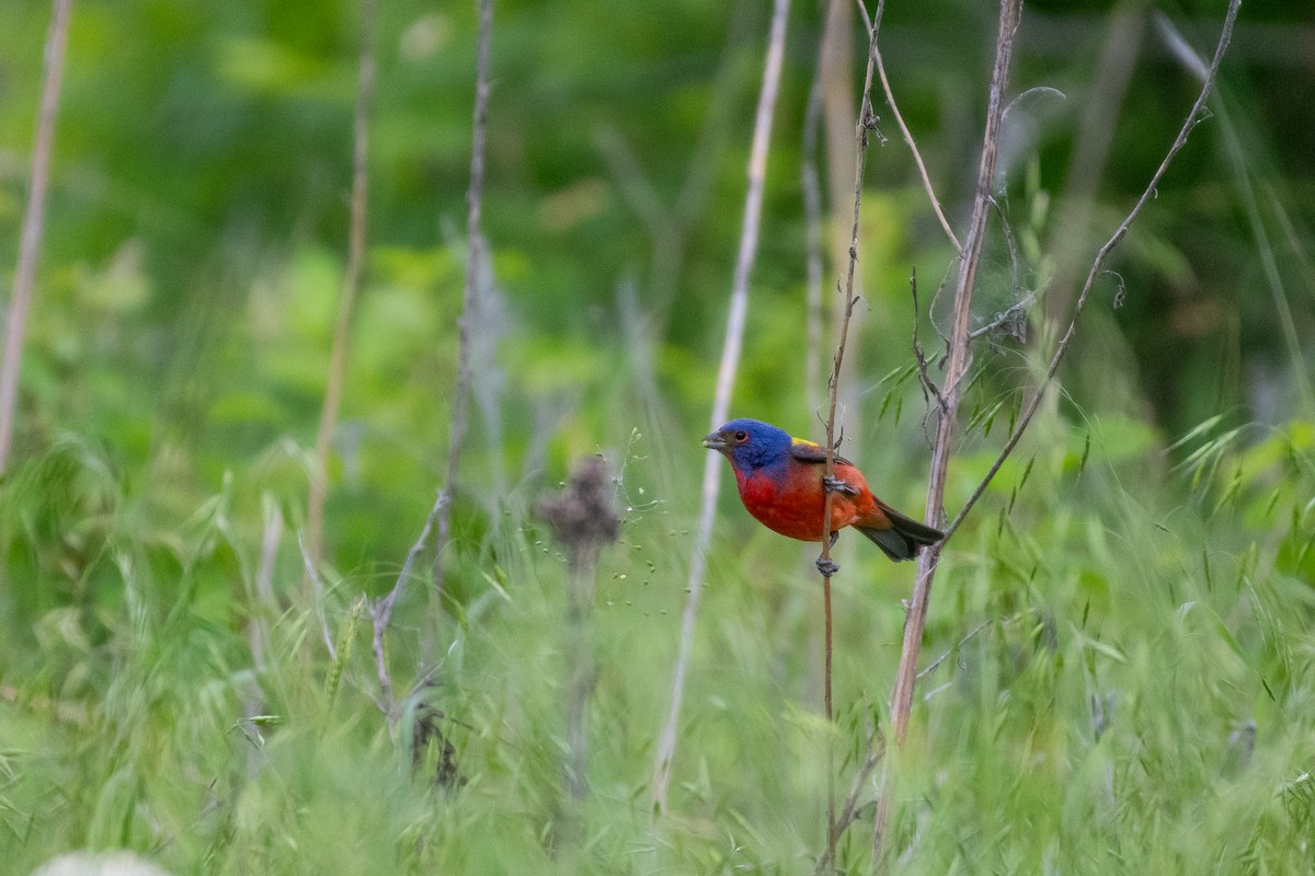 Painted Bunting - ML618928053