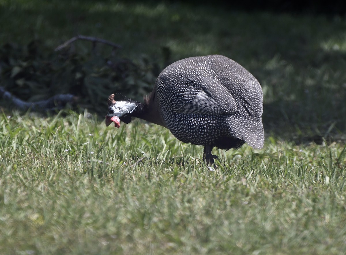 Helmeted Guineafowl (Domestic type) - ML618928058