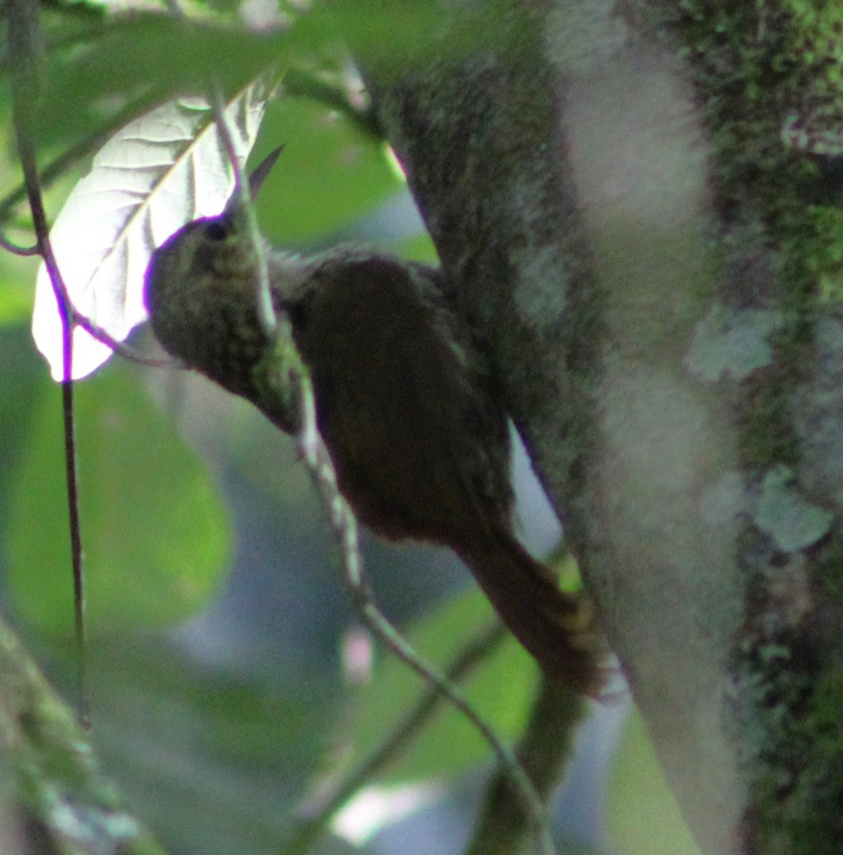 Lesser Woodcreeper - ML618928063