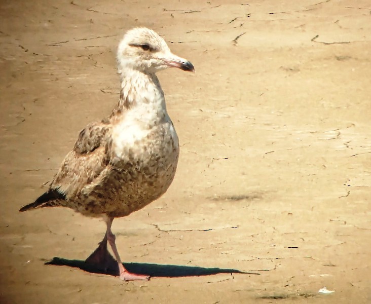 Herring Gull - Kristin Purdy