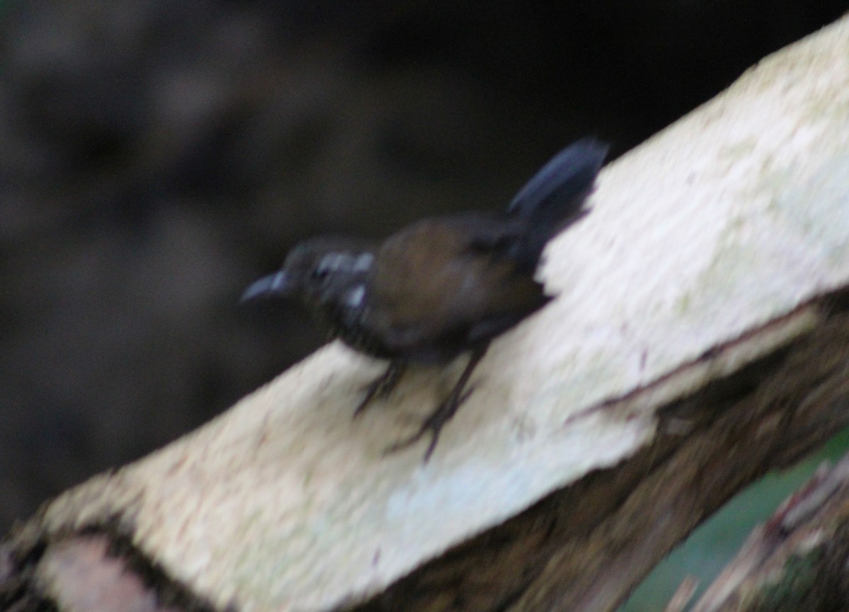 Sharp-tailed Streamcreeper - Pedro Behne