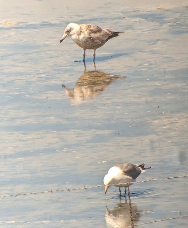 Herring Gull - ML618928075