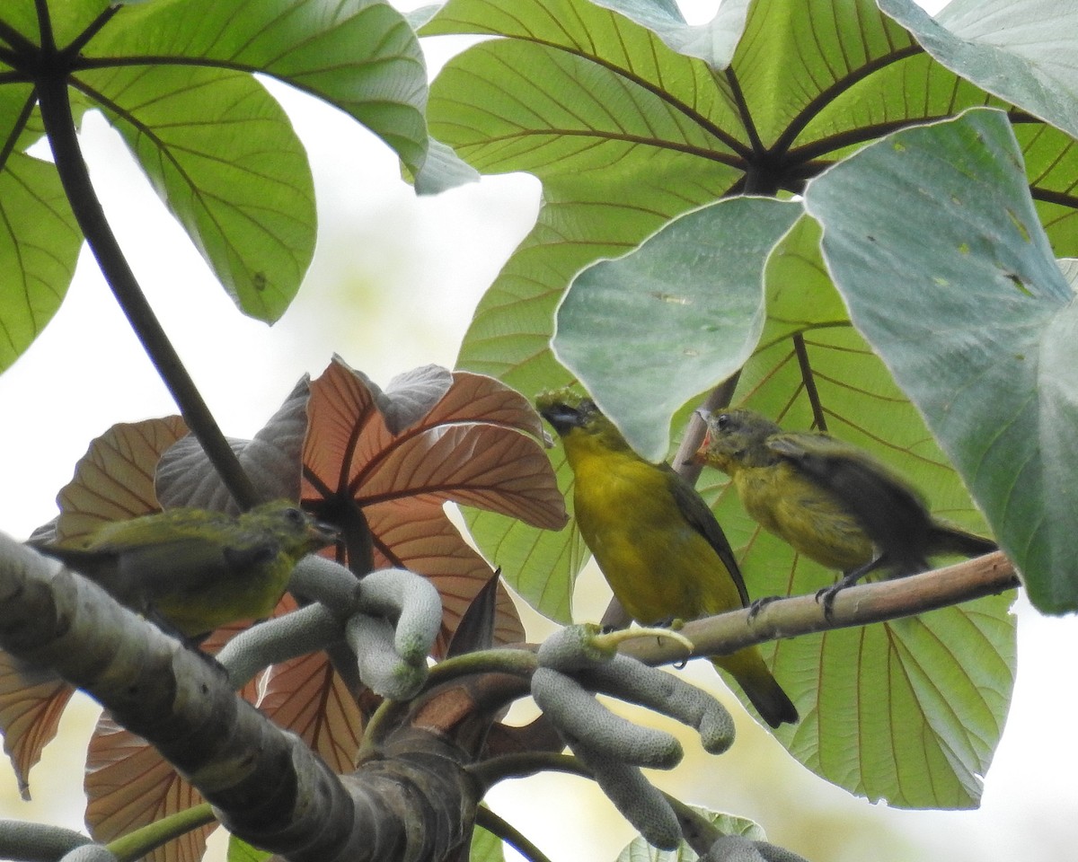 Thick-billed Euphonia - Tania Aguirre