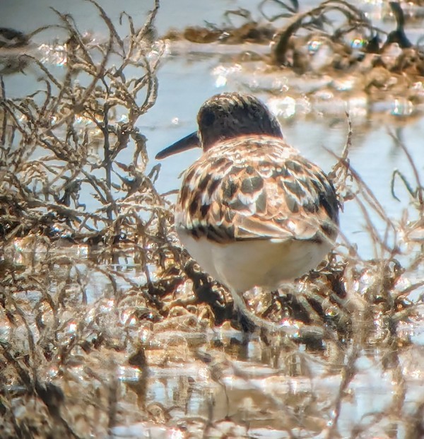 Bécasseau sanderling - ML618928102