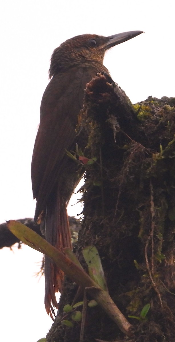 Northern Barred-Woodcreeper - ML618928115