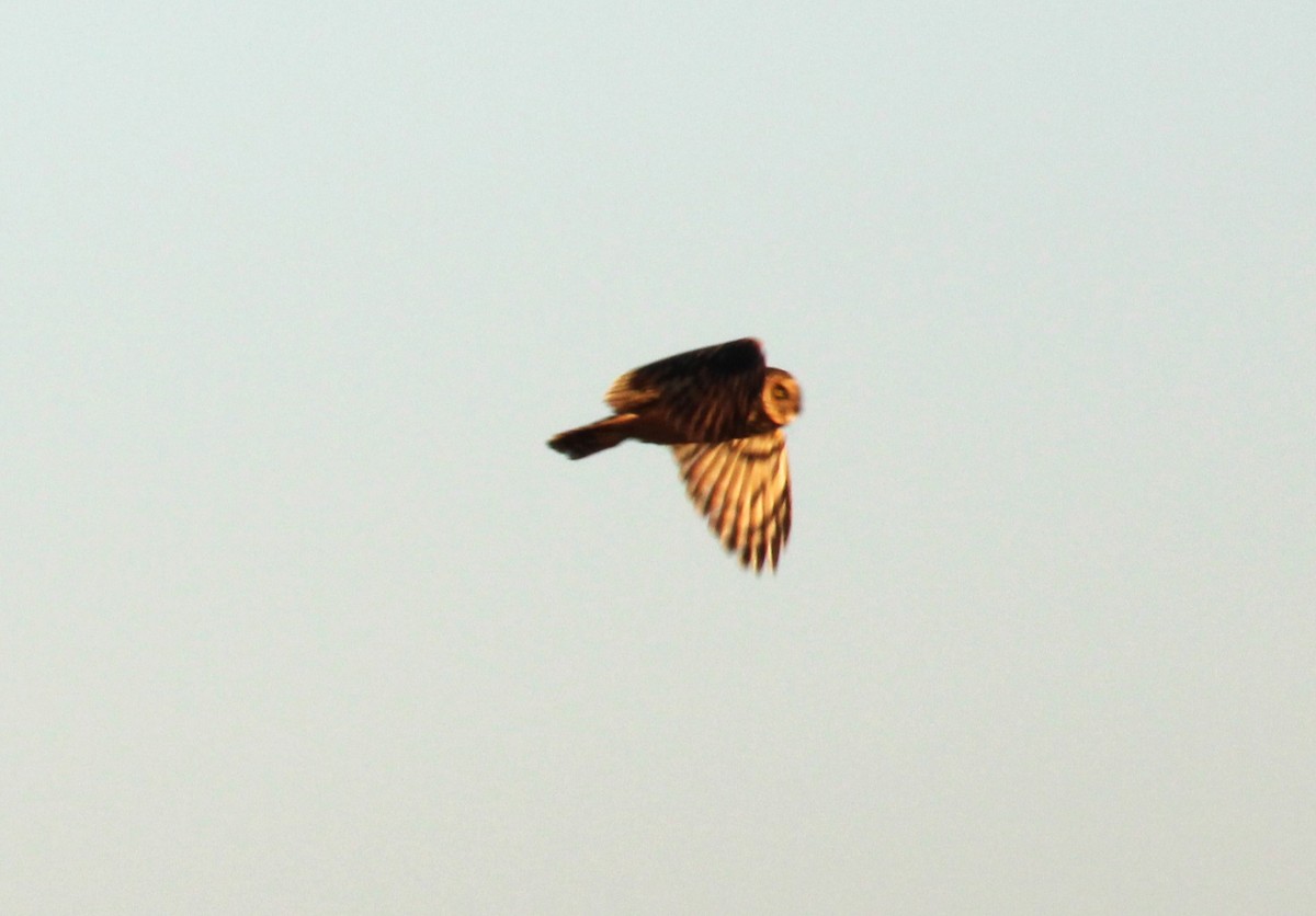 Short-eared Owl - Éverton Gustavo Miguel Neves