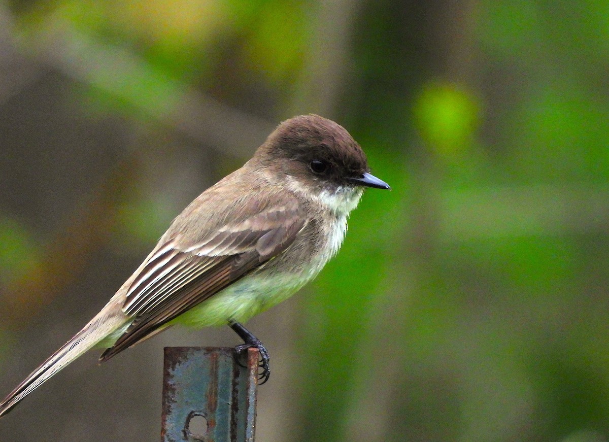 Eastern Phoebe - Anonymous