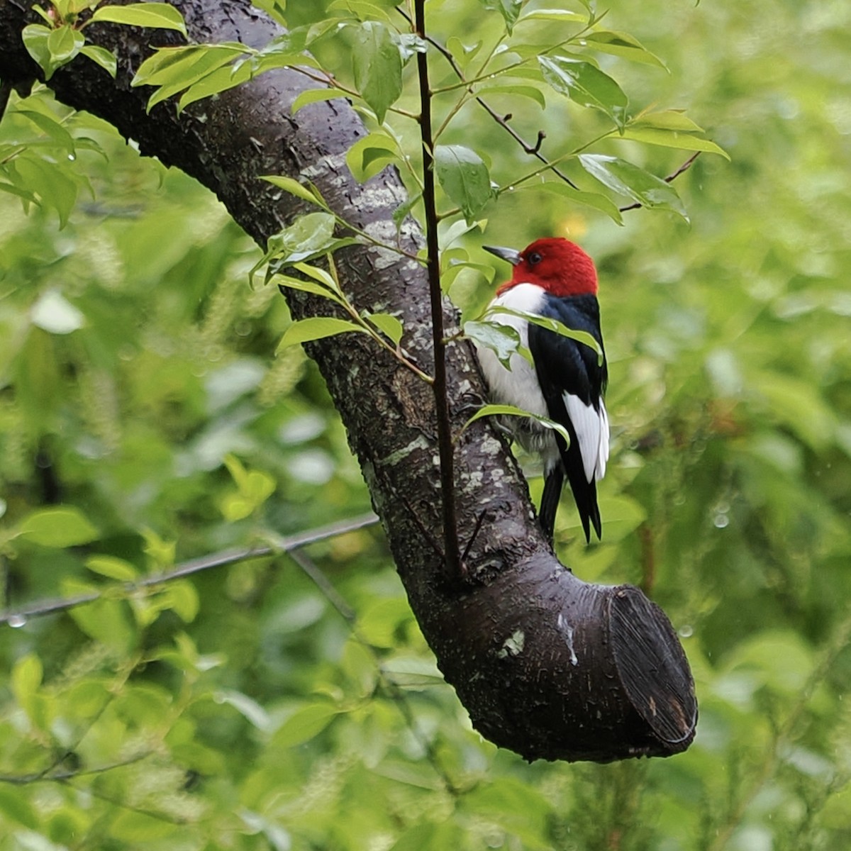 Red-headed Woodpecker - Heidi Belinsky