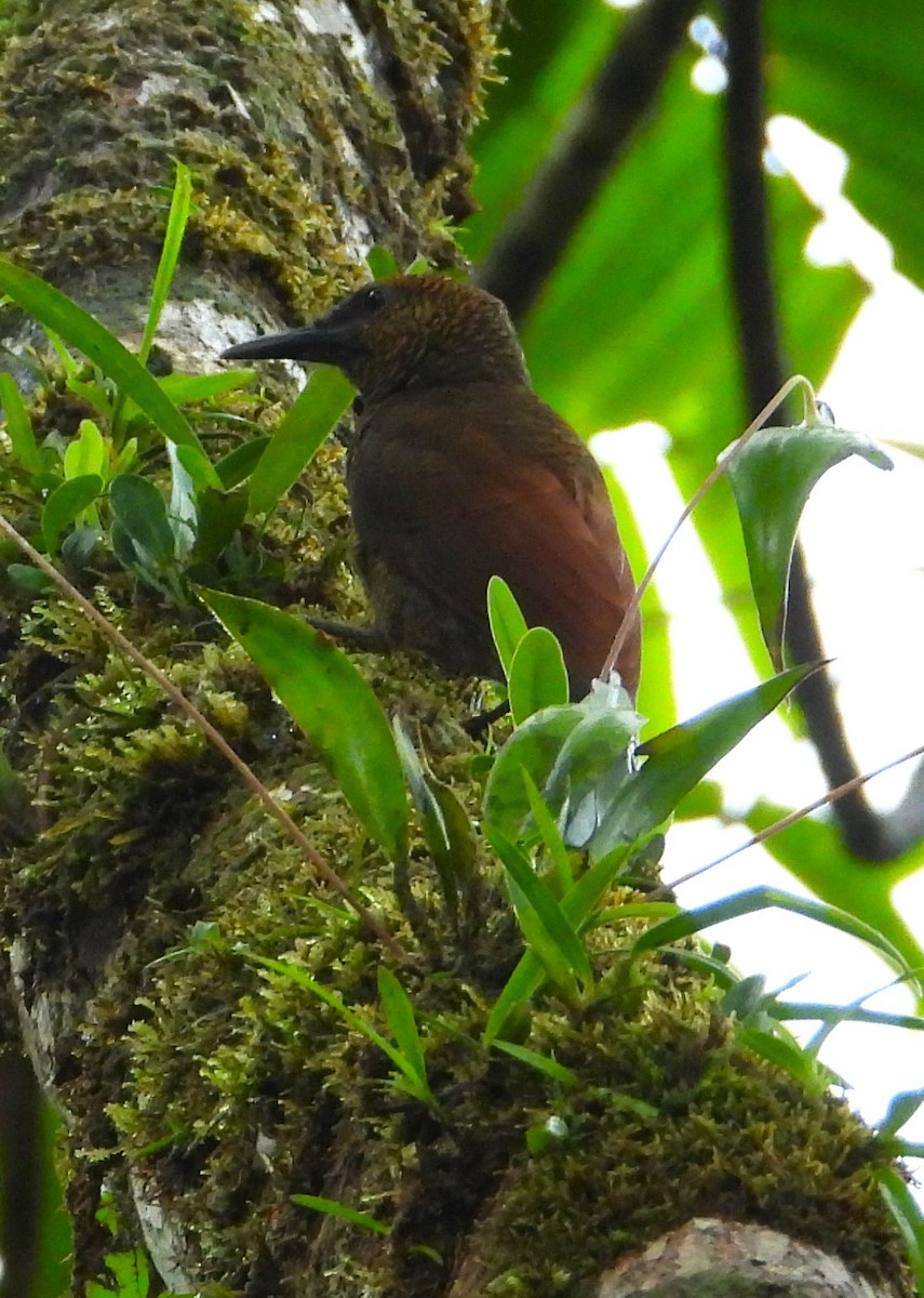 Northern Barred-Woodcreeper - ML618928146