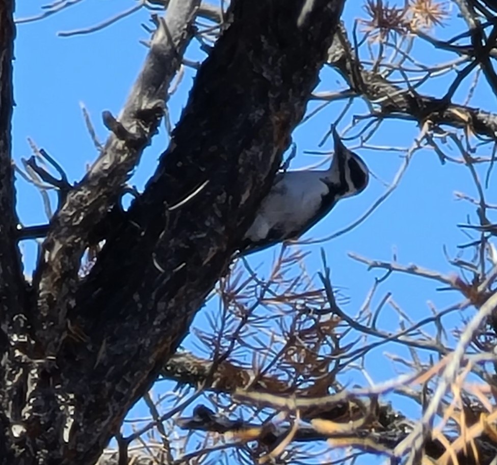 Hairy Woodpecker - ML618928150