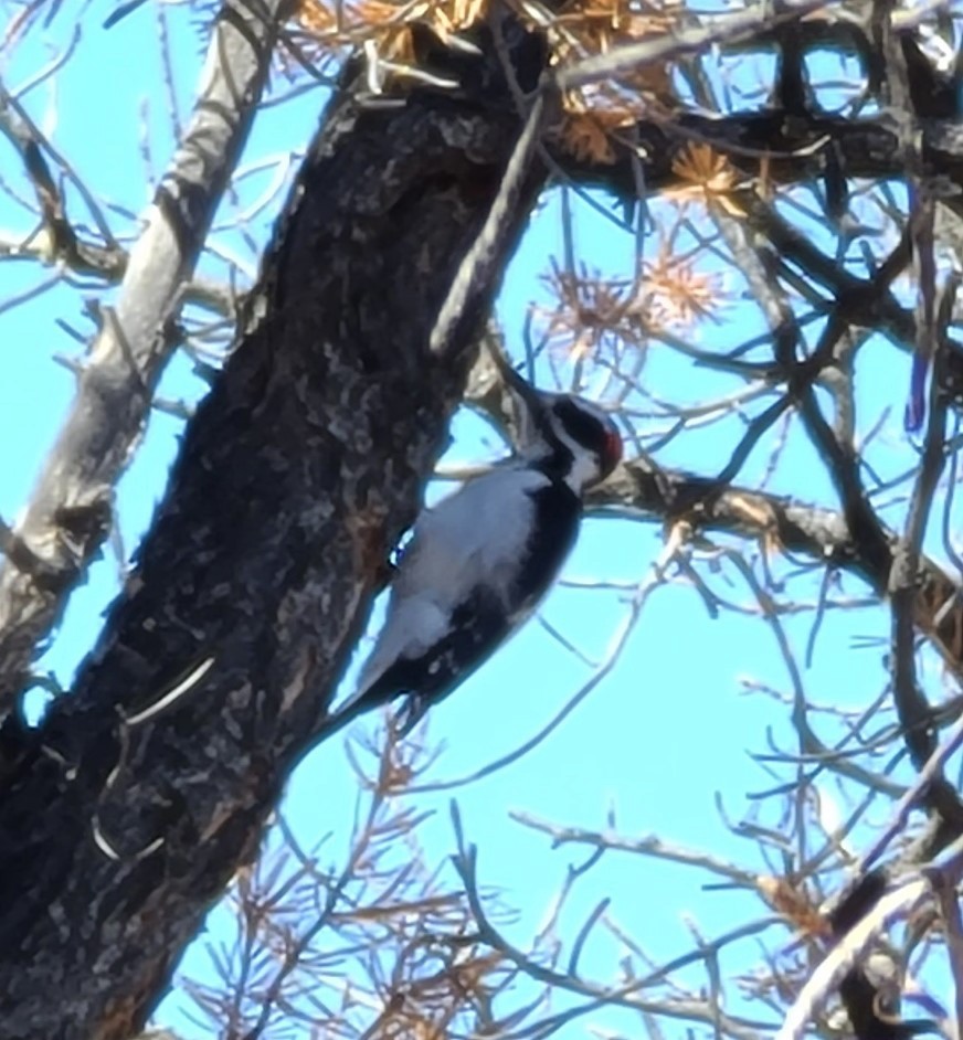 Hairy Woodpecker - ML618928151