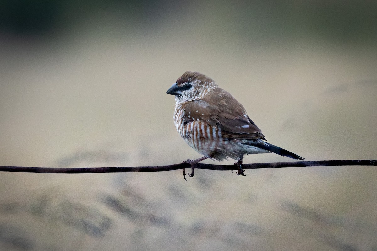 Plum-headed Finch - ML618928159