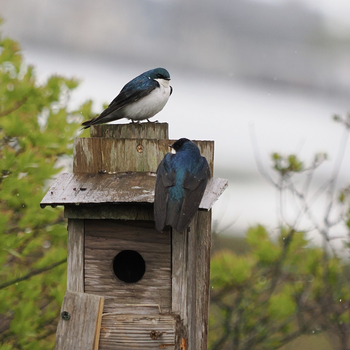 Tree Swallow - Heidi Belinsky