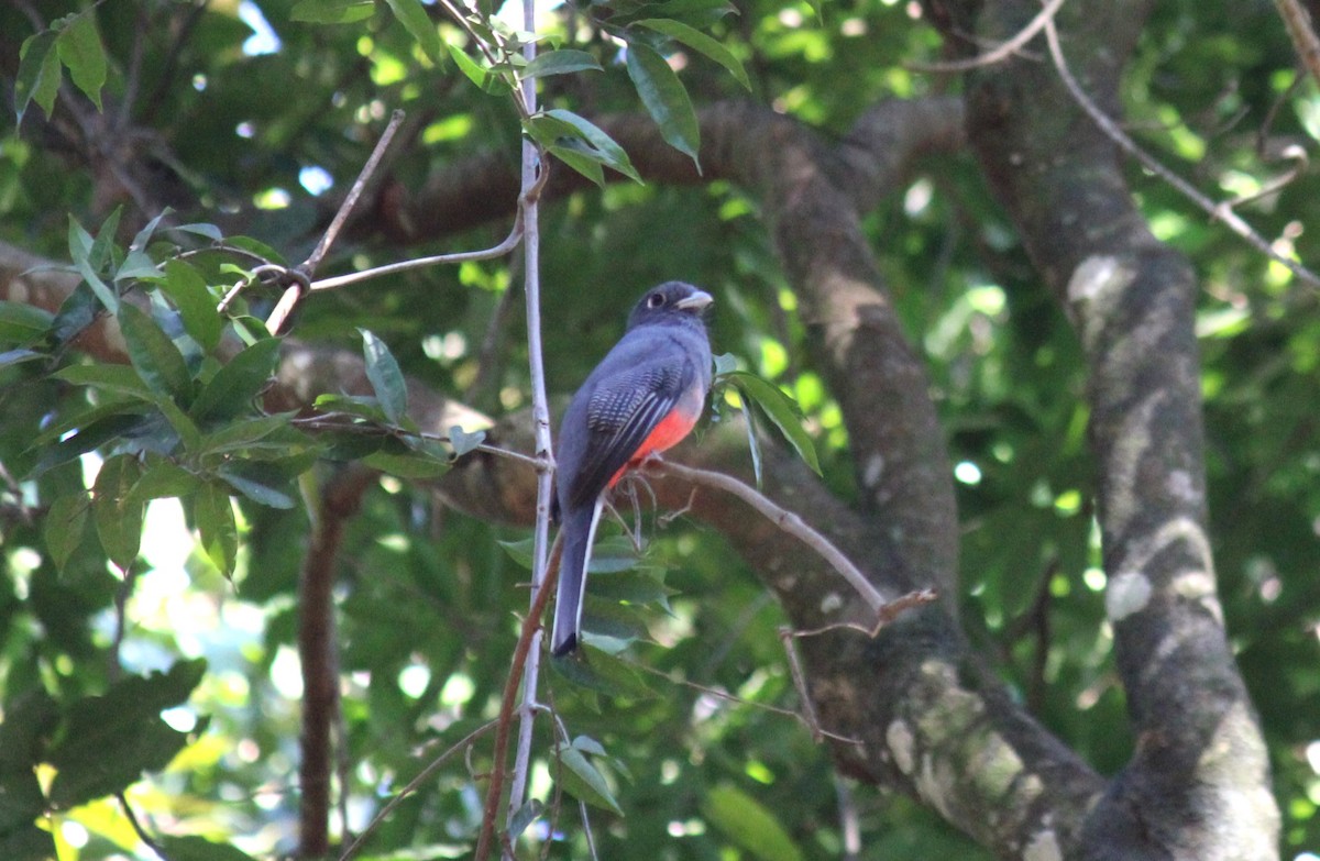 trogon surucua - ML618928164