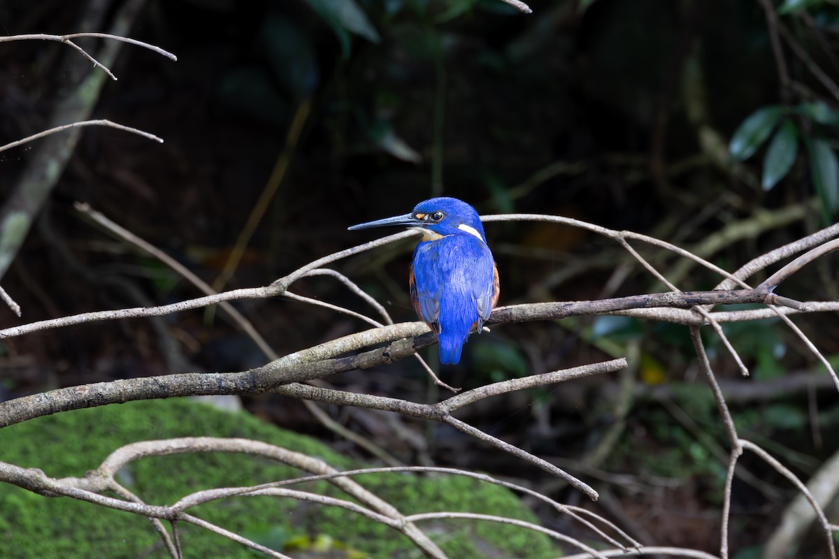 Azure Kingfisher - ML618928171