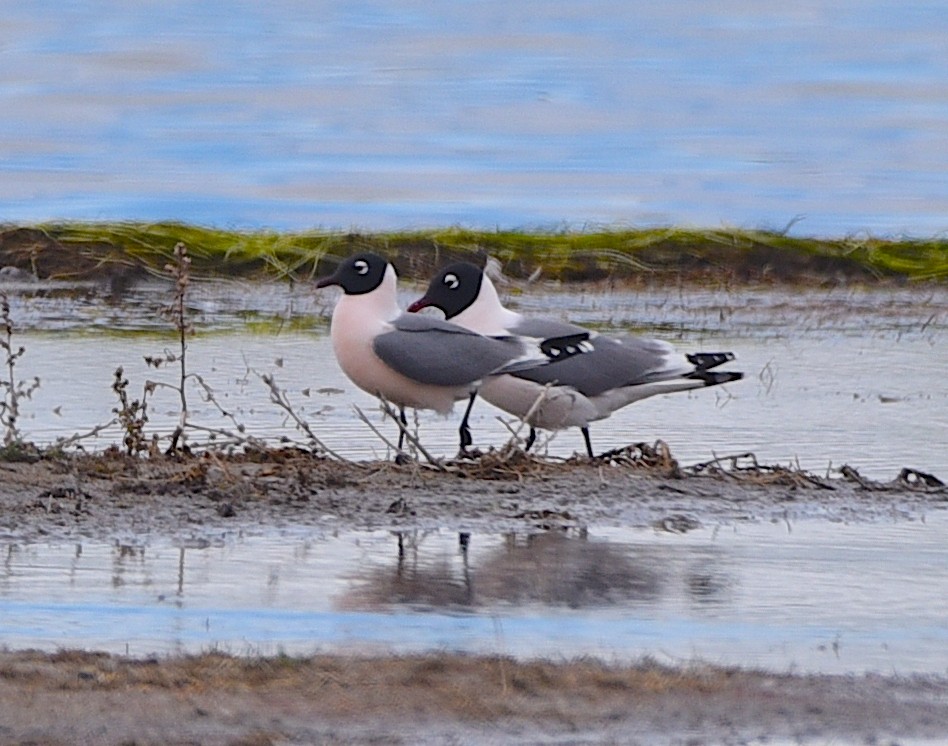 Mouette de Franklin - ML618928213