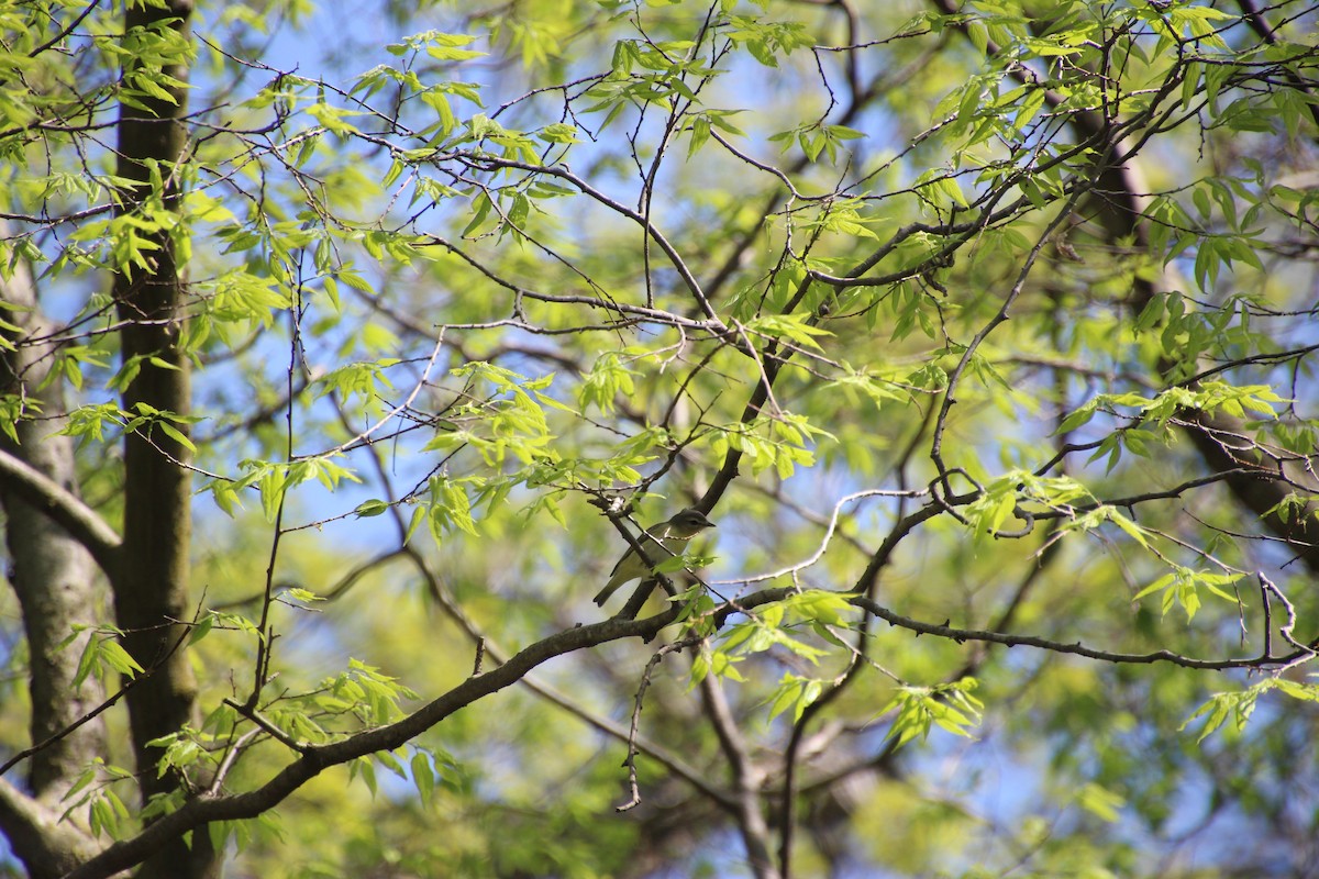 Philadelphia Vireo - Theo Carlson