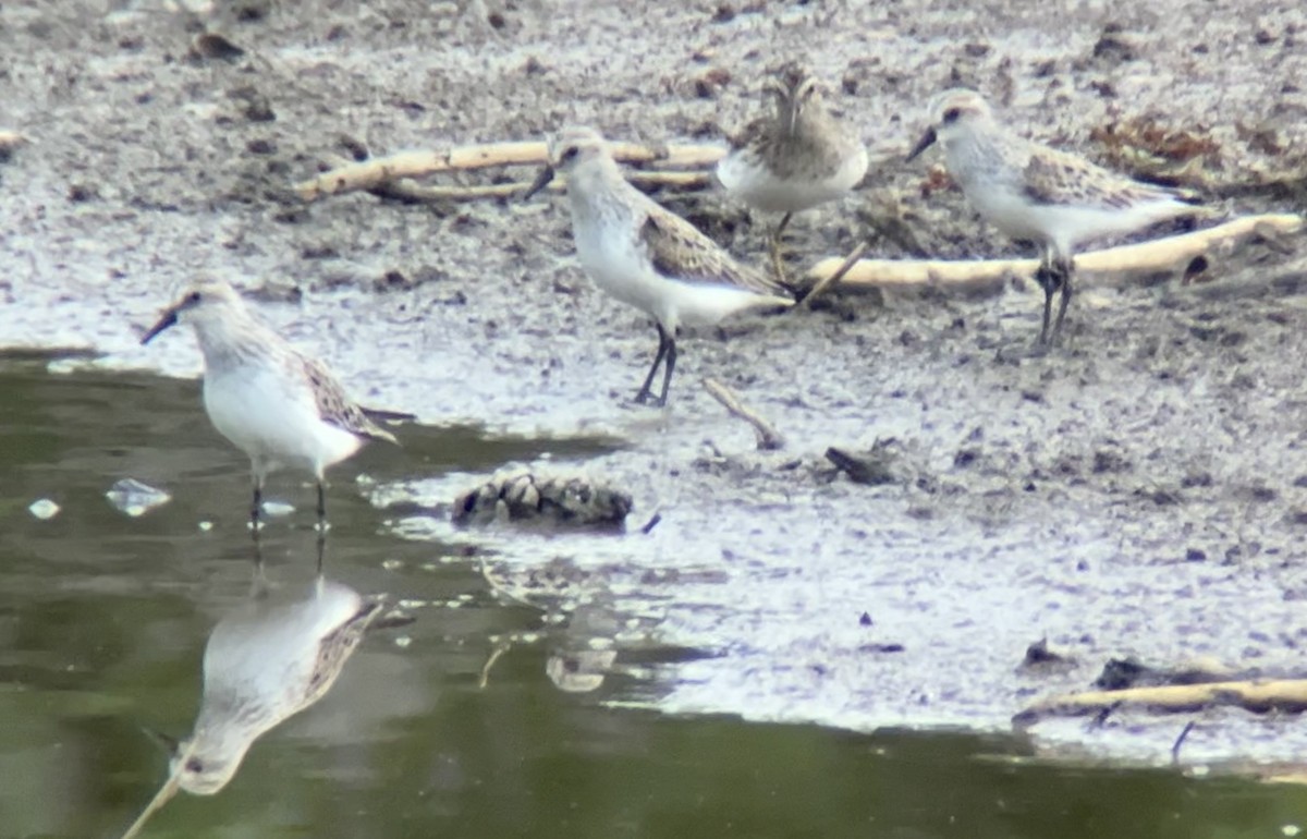 Semipalmated Sandpiper - ML618928230