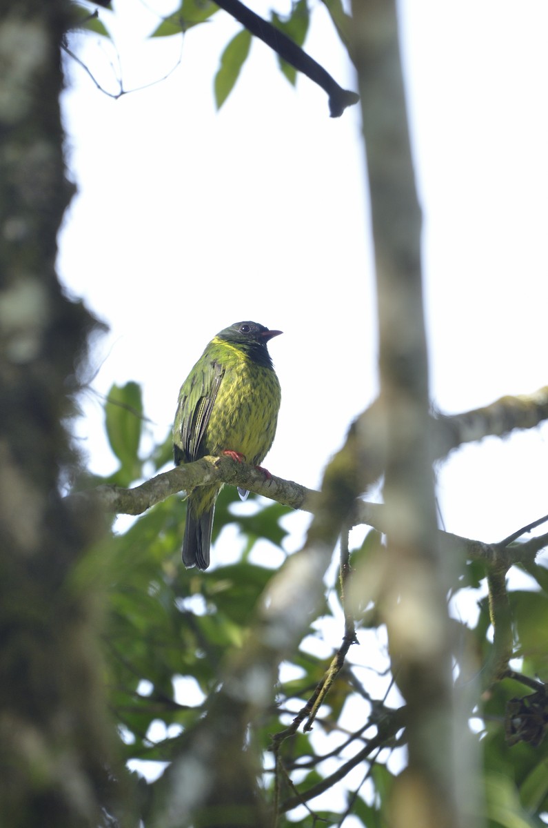 Green-and-black Fruiteater - Yersson Herrera