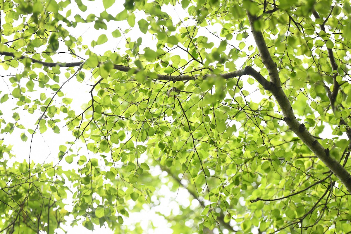 Philadelphia Vireo - joe demko