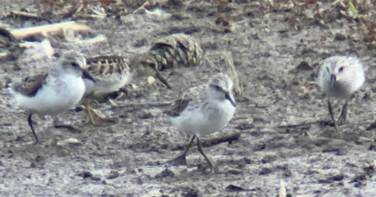 Semipalmated Sandpiper - Mark McShane