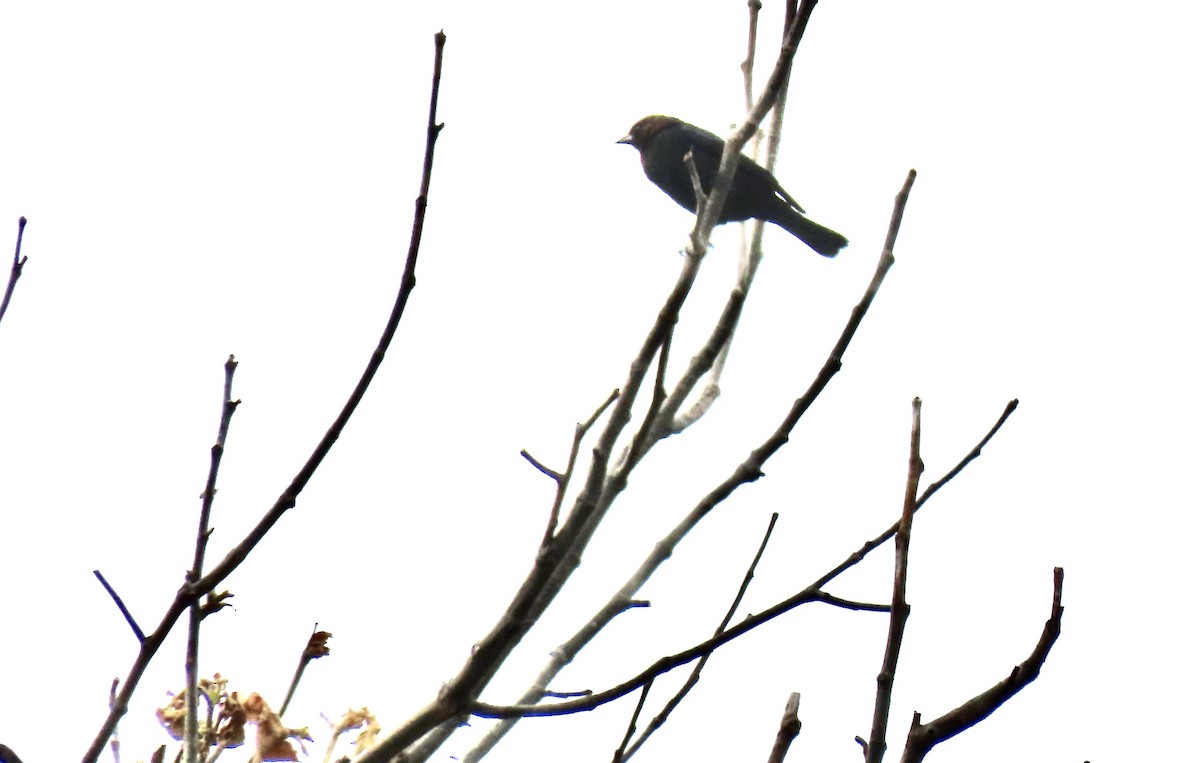 Brown-headed Cowbird - Lois Goldfrank