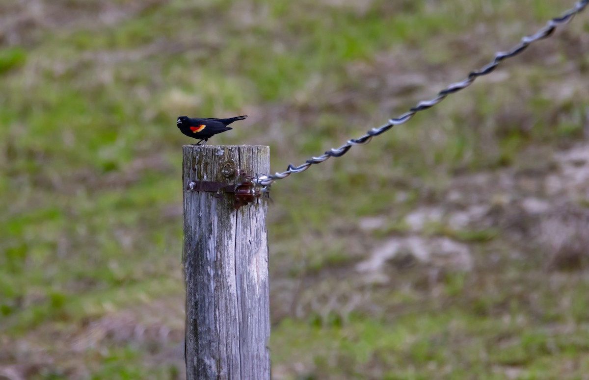 Red-winged Blackbird - Raymond  Piché
