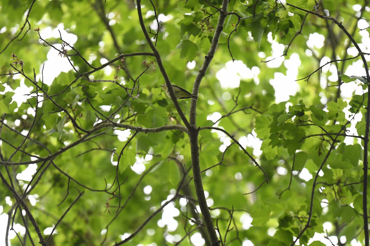 Philadelphia Vireo - joe demko