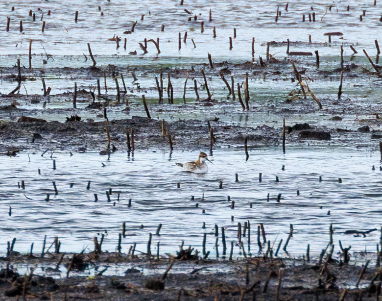 Phalarope à bec étroit - ML618928287