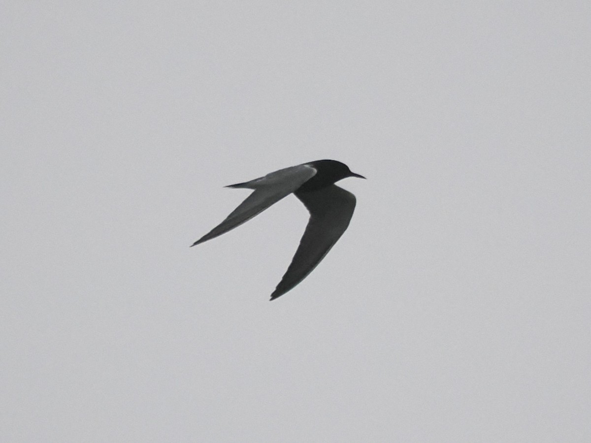 Black Tern - ML618928296