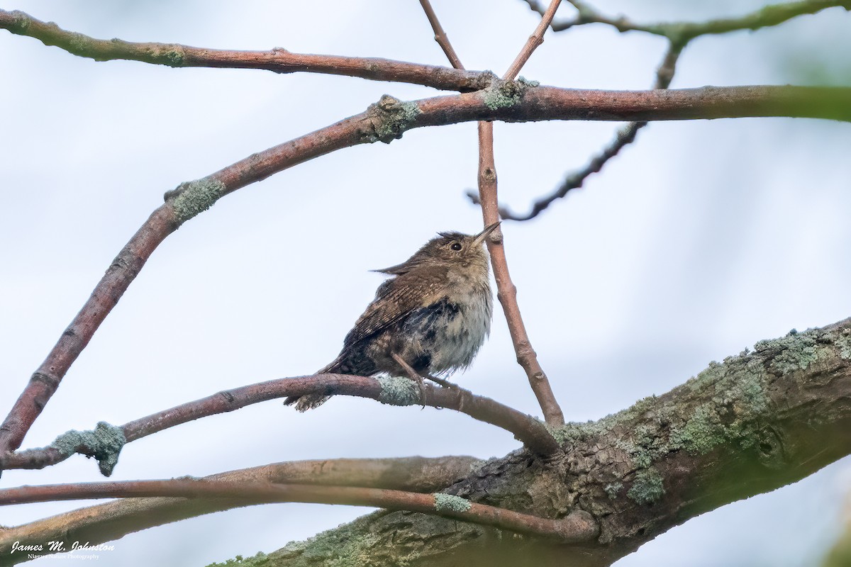 House Wren - James Johnston