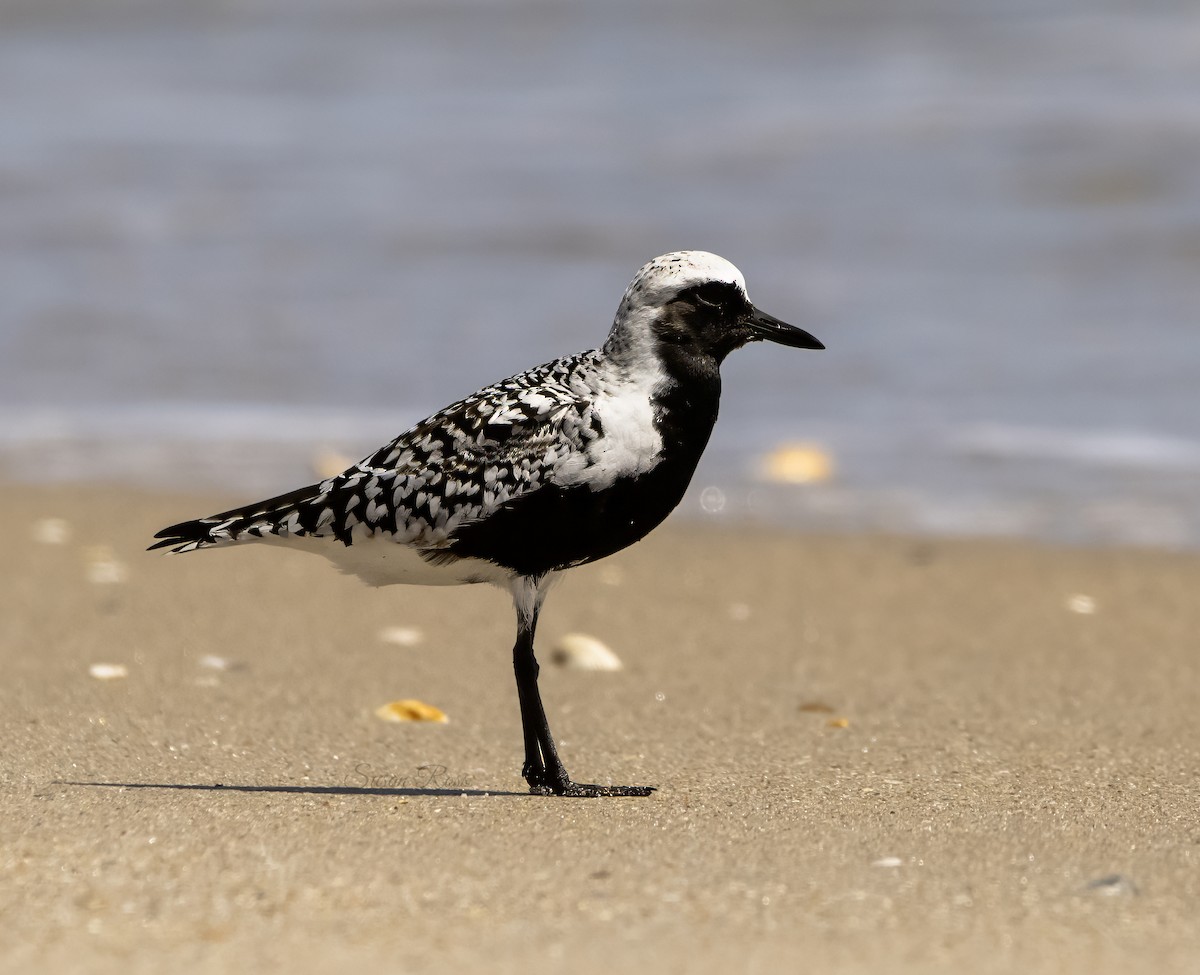 Black-bellied Plover - Susan Ross