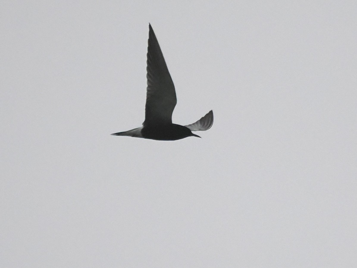 Black Tern - ML618928304