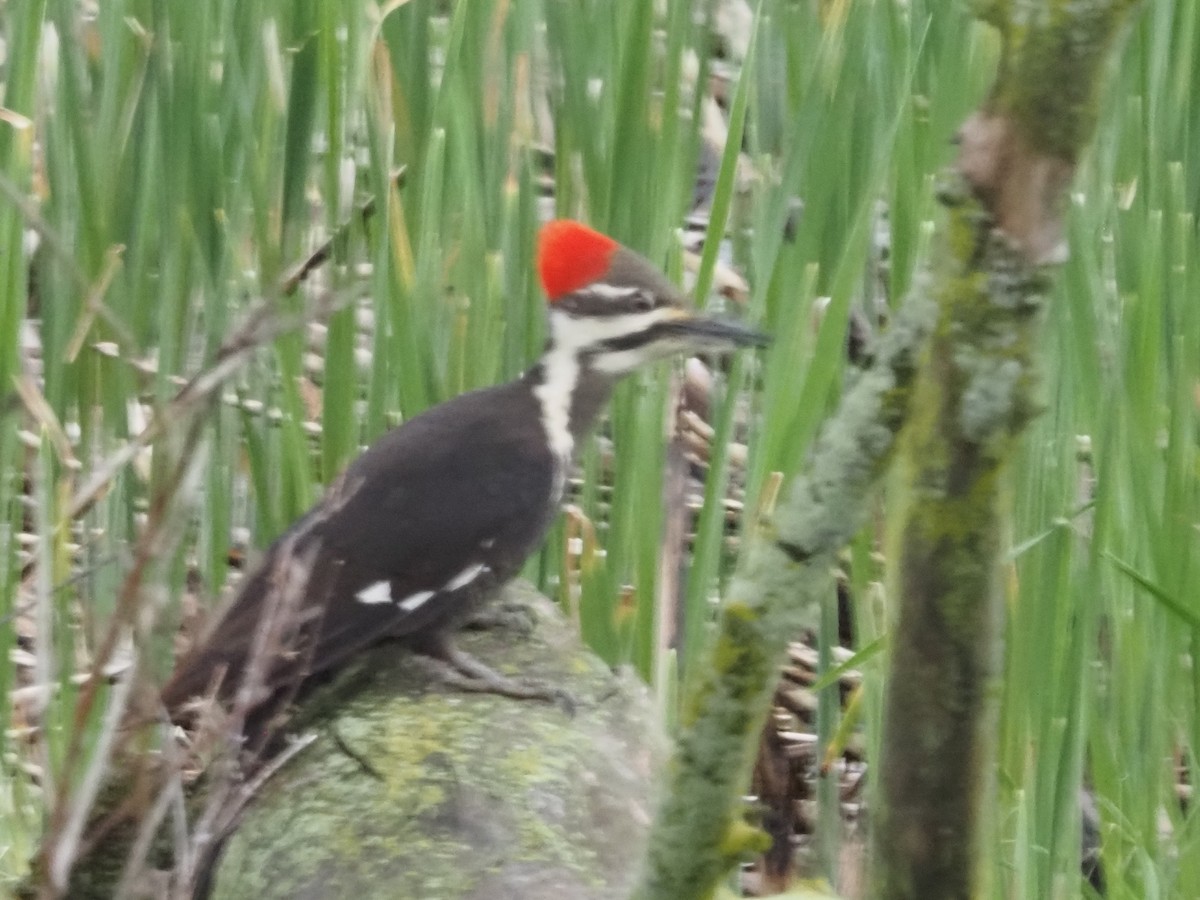 Pileated Woodpecker - ML618928311