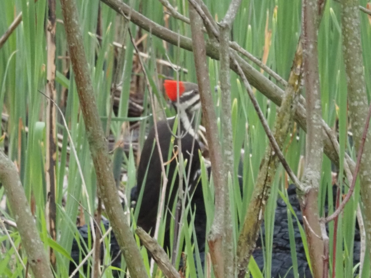 Pileated Woodpecker - ML618928312