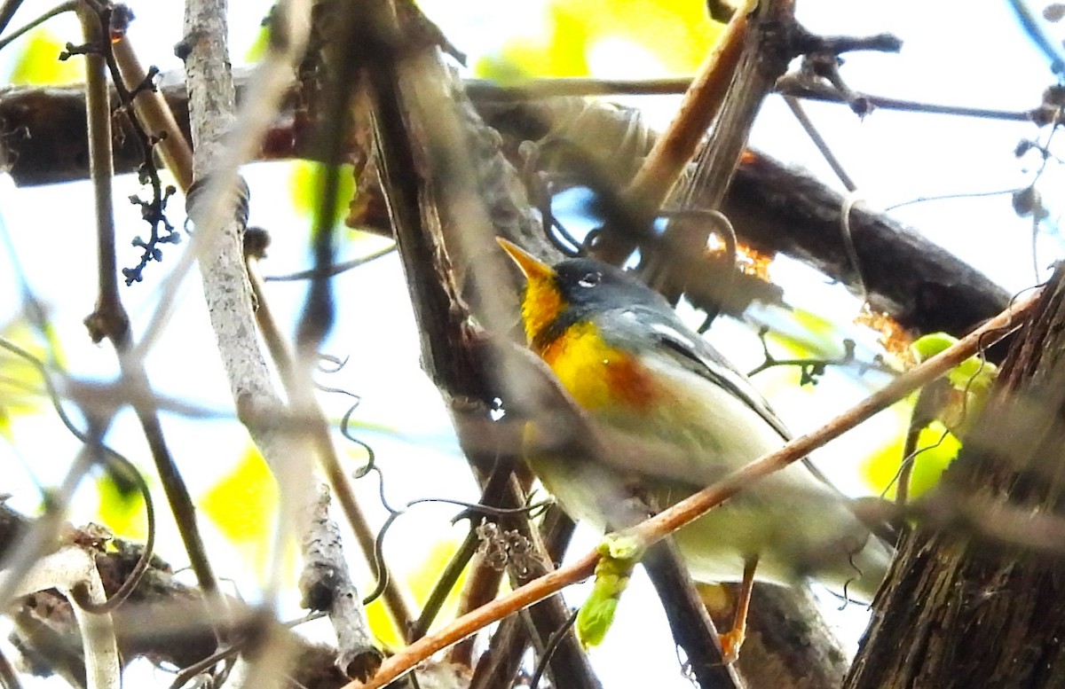 Northern Parula - ML618928313