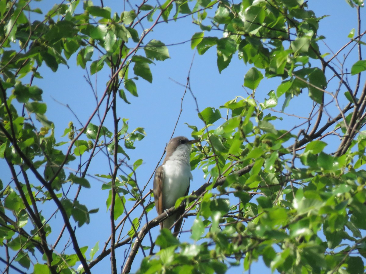 Yellow-billed Cuckoo - Keith Jahoda