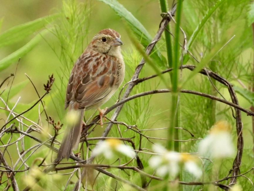 Bachman's Sparrow - Karen Seward