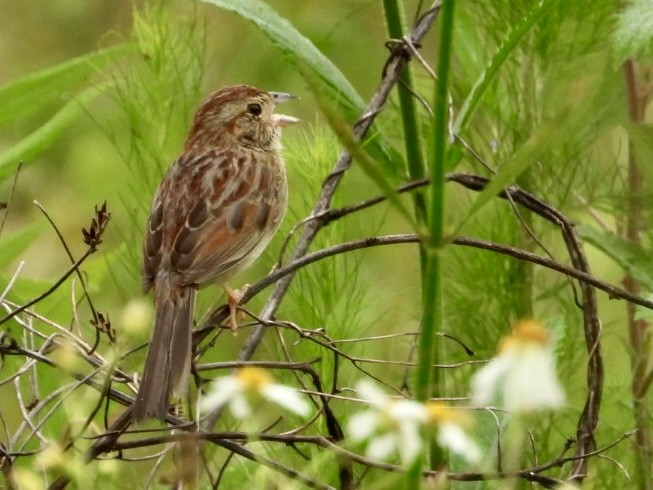 Bachman's Sparrow - ML618928339