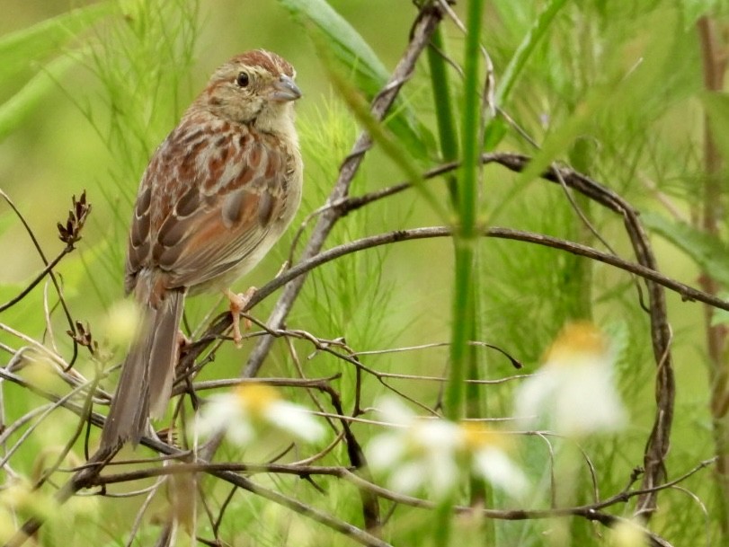 Bachman's Sparrow - ML618928340