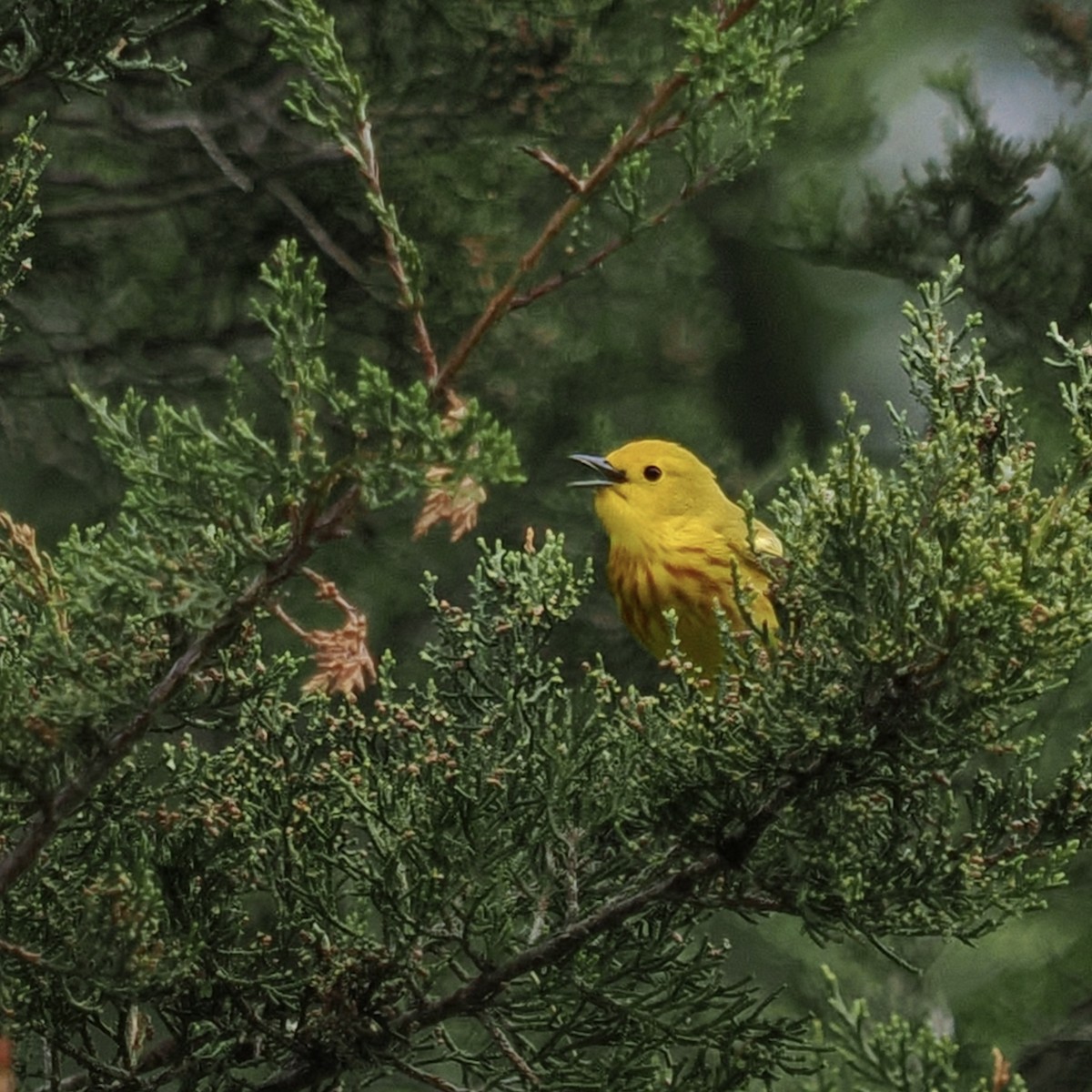 Yellow Warbler - Heidi Belinsky