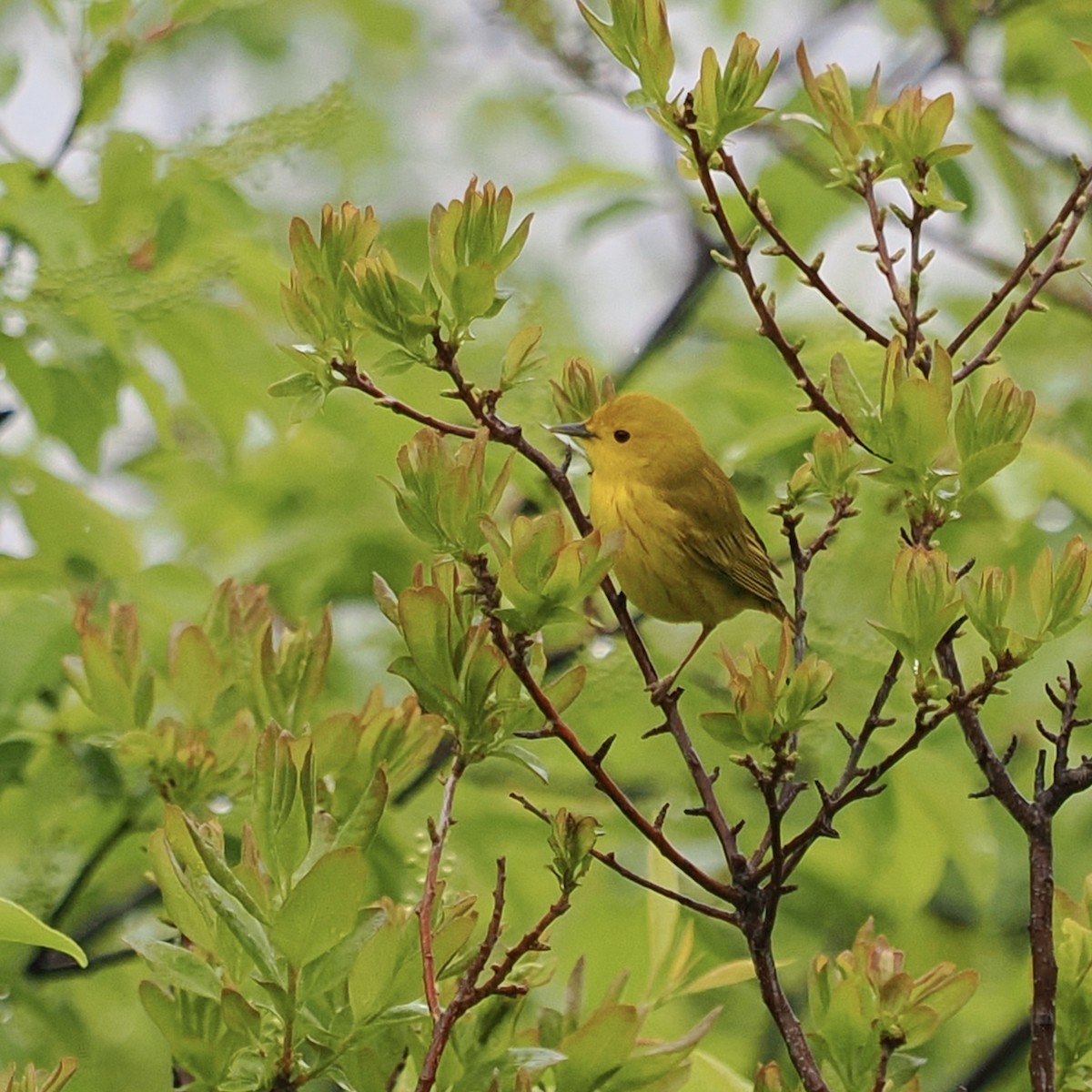 Yellow Warbler - Heidi Belinsky