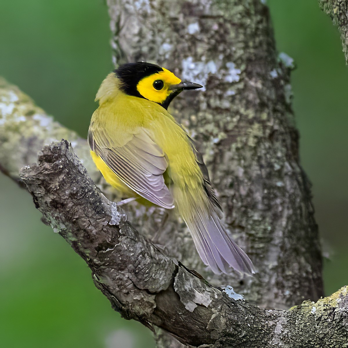 Hooded Warbler - Brian Peterson